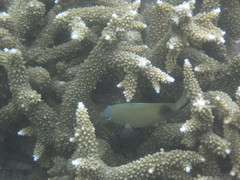 Plectroglyphidodon johnstonianus