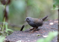 Diamantina Tapaculo photo 1