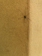 Platybunus pinetorum