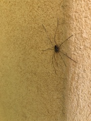 Platybunus pinetorum