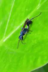Chalybion japonicum