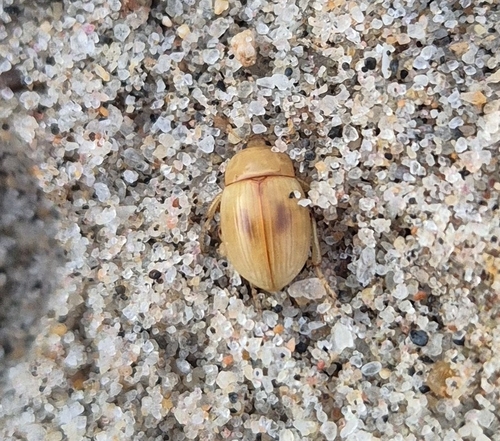 Cape Beach Darkling Beetle