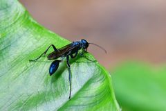 Chalybion japonicum