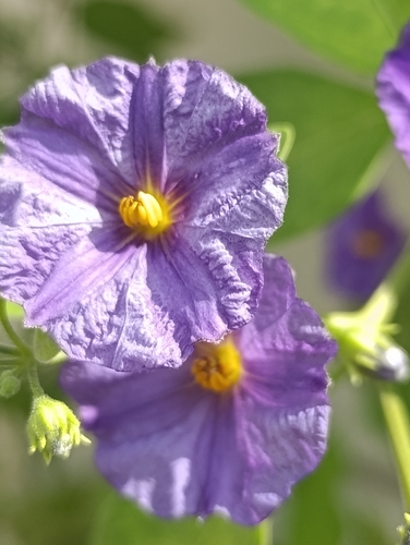 blue potatobush