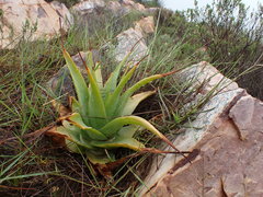 Bulbine latifolia