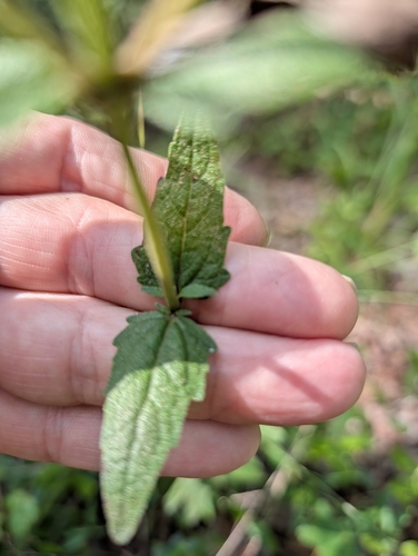 rough boneset