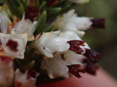 Erica orientalis