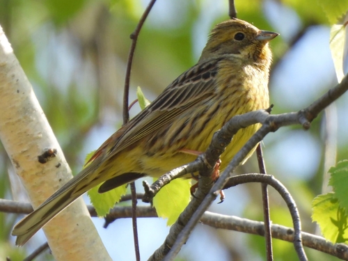 Yellowhammer