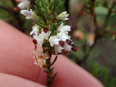 Erica orientalis