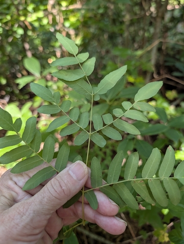 American Royal Fern