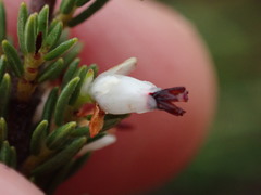 Erica orientalis