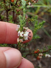 Erica orientalis