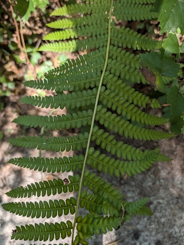 cinnamon fern