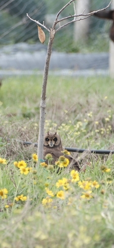 iNaturalist image