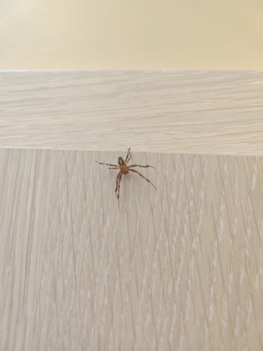 Cross Orbweaver