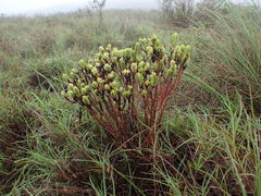 Crassula ericoides ericoides