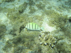 Acanthurus triostegus