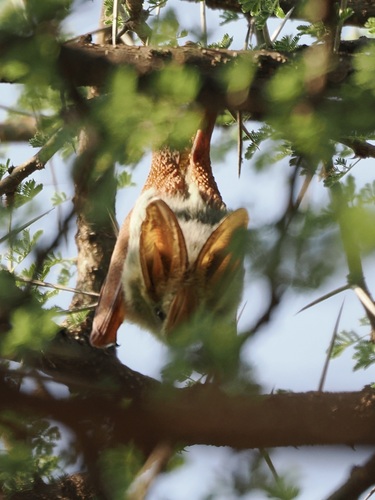 Yellow-winged Bat