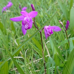 Bletilla
