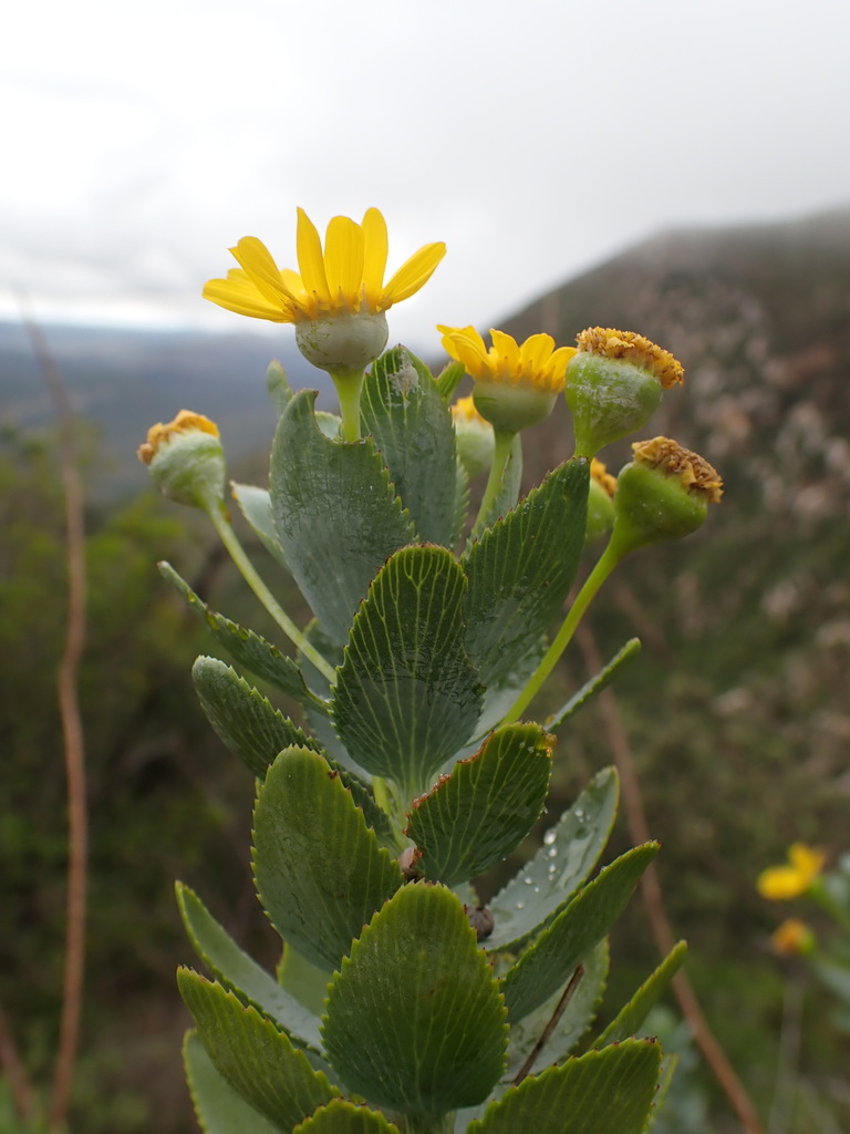 Euryops latifolius