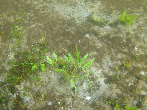 Caulerpa sertularioides observed 2026-08-15