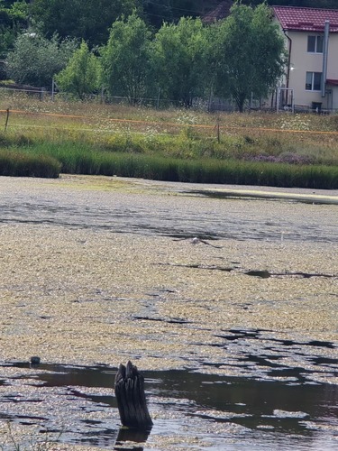 Black-winged Stilt