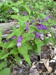Penstemon smallii