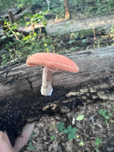 Rhodotus reticeps
