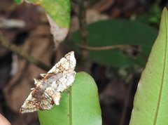 Thyridoidea
