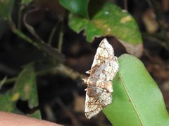 Thyridoidea