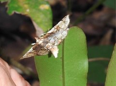Thyridoidea