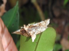 Thyridoidea