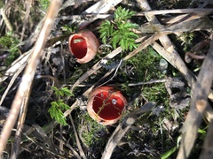 Sarcoscypha austriaca