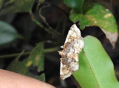 Thyridoidea