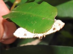 Thyridoidea