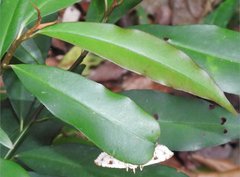 Thyridoidea