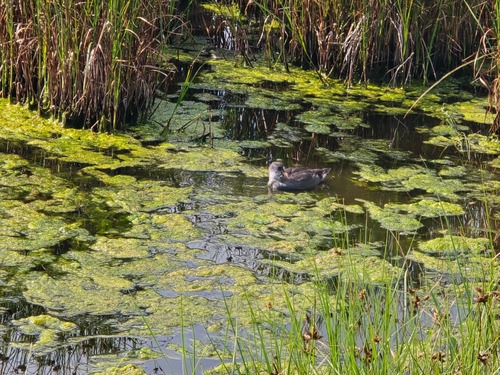 Eurasian Coot