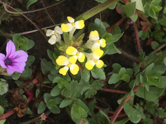 Castilleja campestris