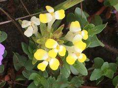 Castilleja campestris