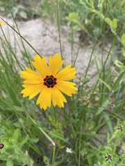 Coreopsis basalis