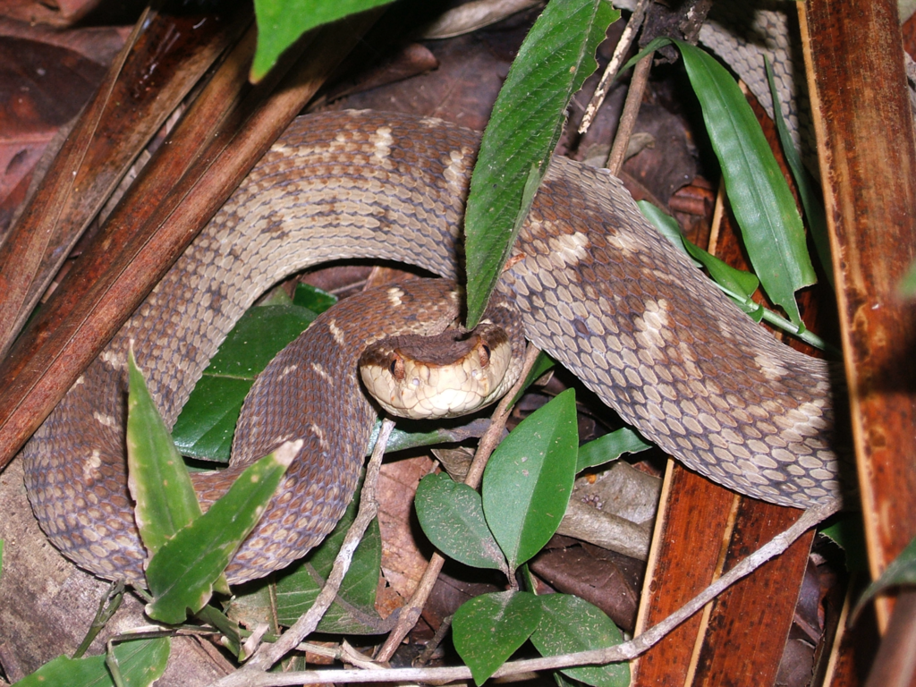 Saint Lucia Viper