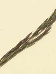 Festuca nigrescens