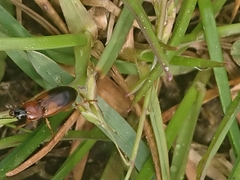 Stenolophus teutonus