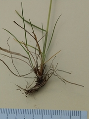 Festuca nigrescens