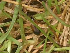 Stenolophus teutonus