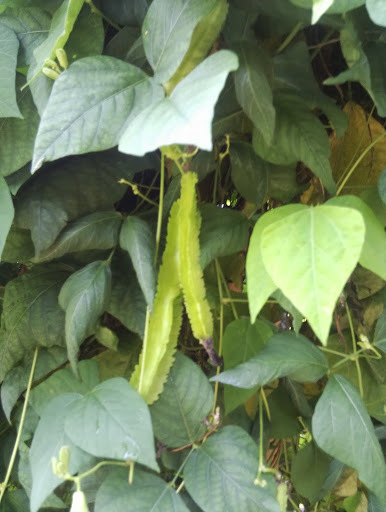 Psophocarpus