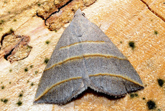 Colobochyla salicalis