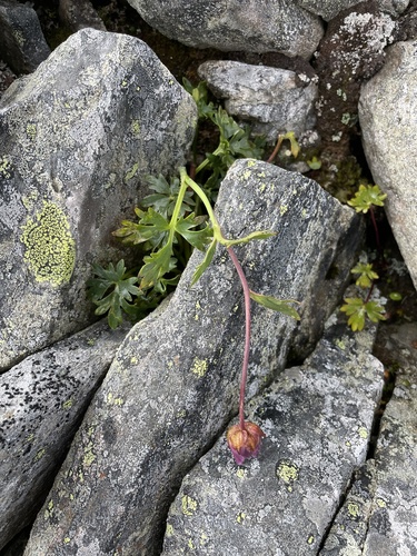 Glacier Crowfoot
