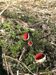 Sarcoscypha austriaca