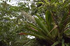 Aechmea mexicana